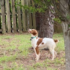Enlarge LUCY 20044238 AR, an adopted Brittany Spaniel in Sugar Grove, IL image 4/4