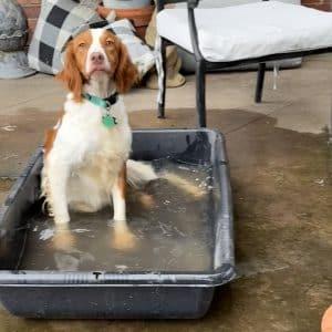 Enlarge LUCY 20044238 AR, an adopted Brittany Spaniel in Sugar Grove, IL image 2/4