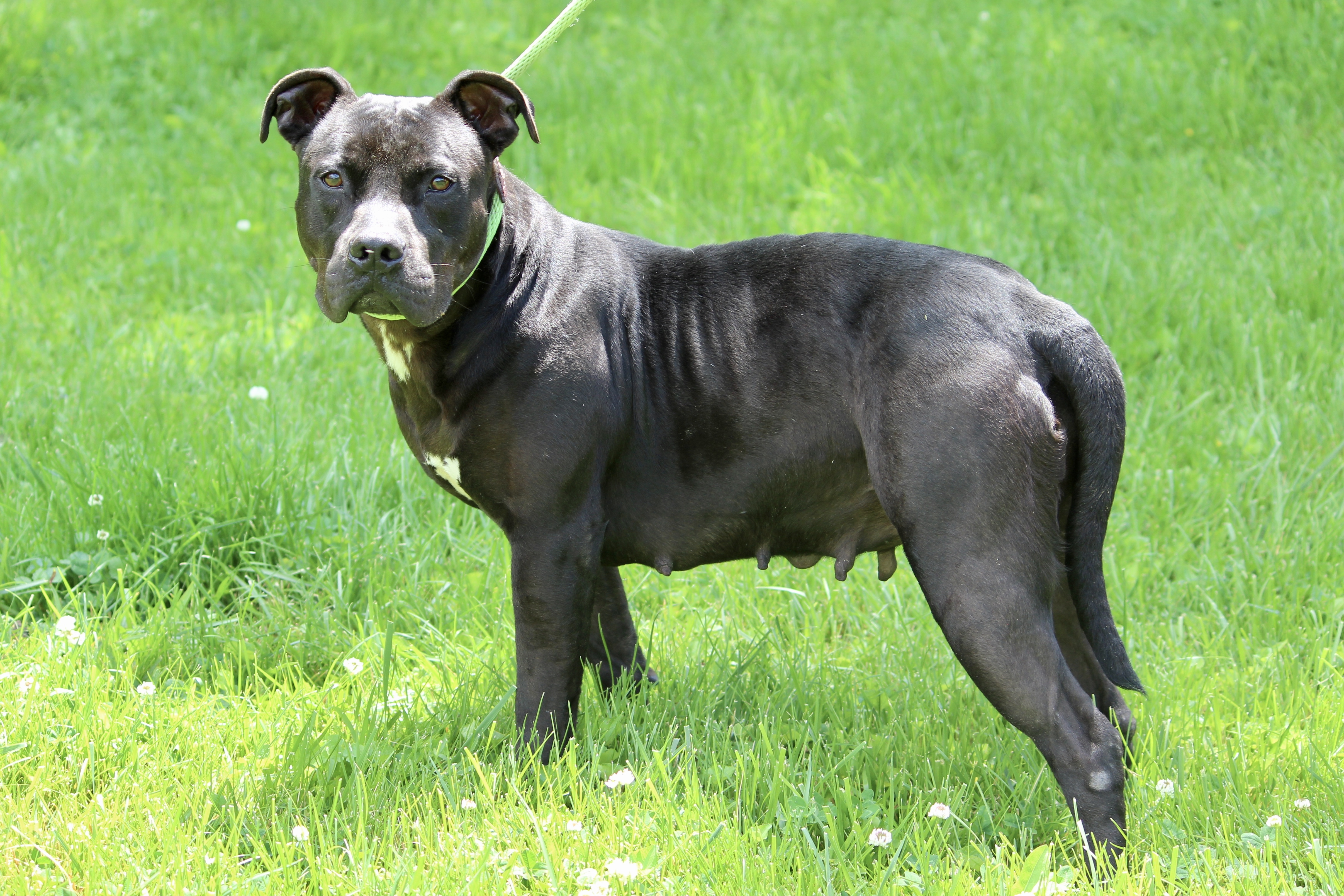 CHANTILLY, a Adoptable Mixed Breed in Brazil, IN image 1/10
