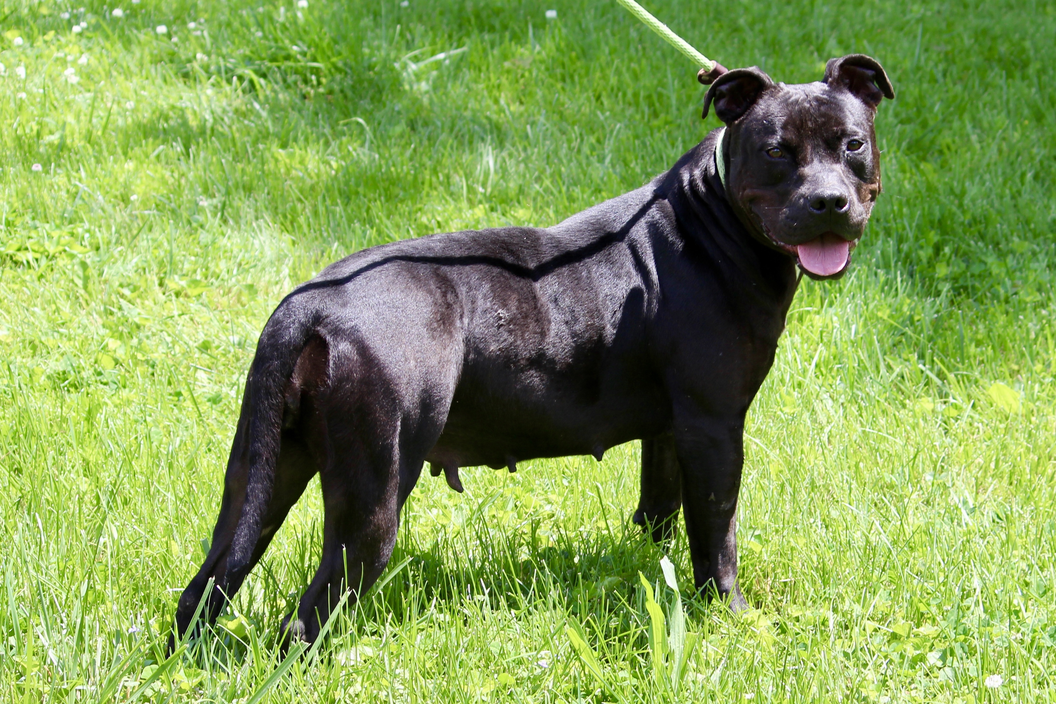 CHANTILLY, a Adoptable Mixed Breed in Brazil, IN image 2/10
