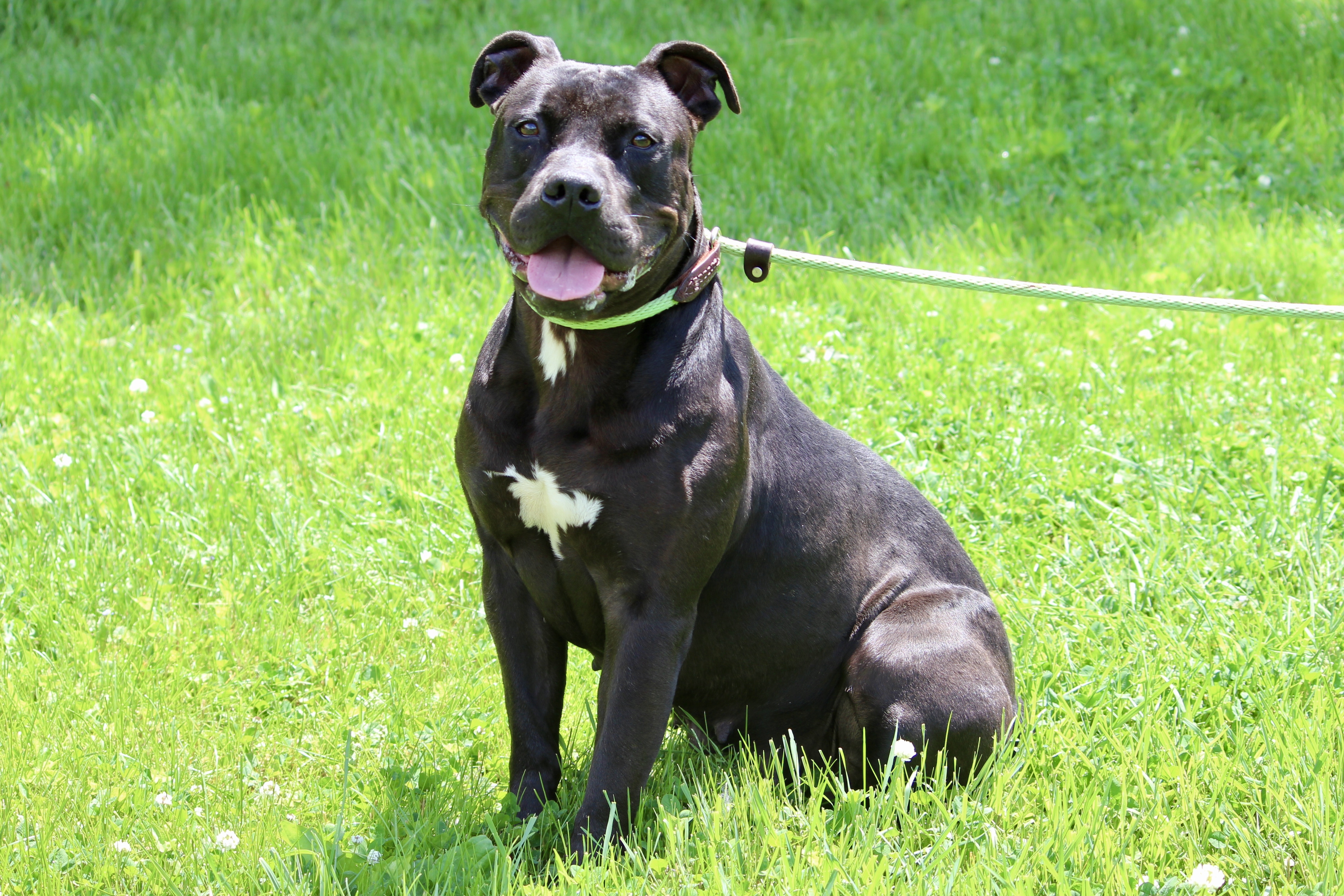 CHANTILLY, a Adoptable Mixed Breed in Brazil, IN image 3/10