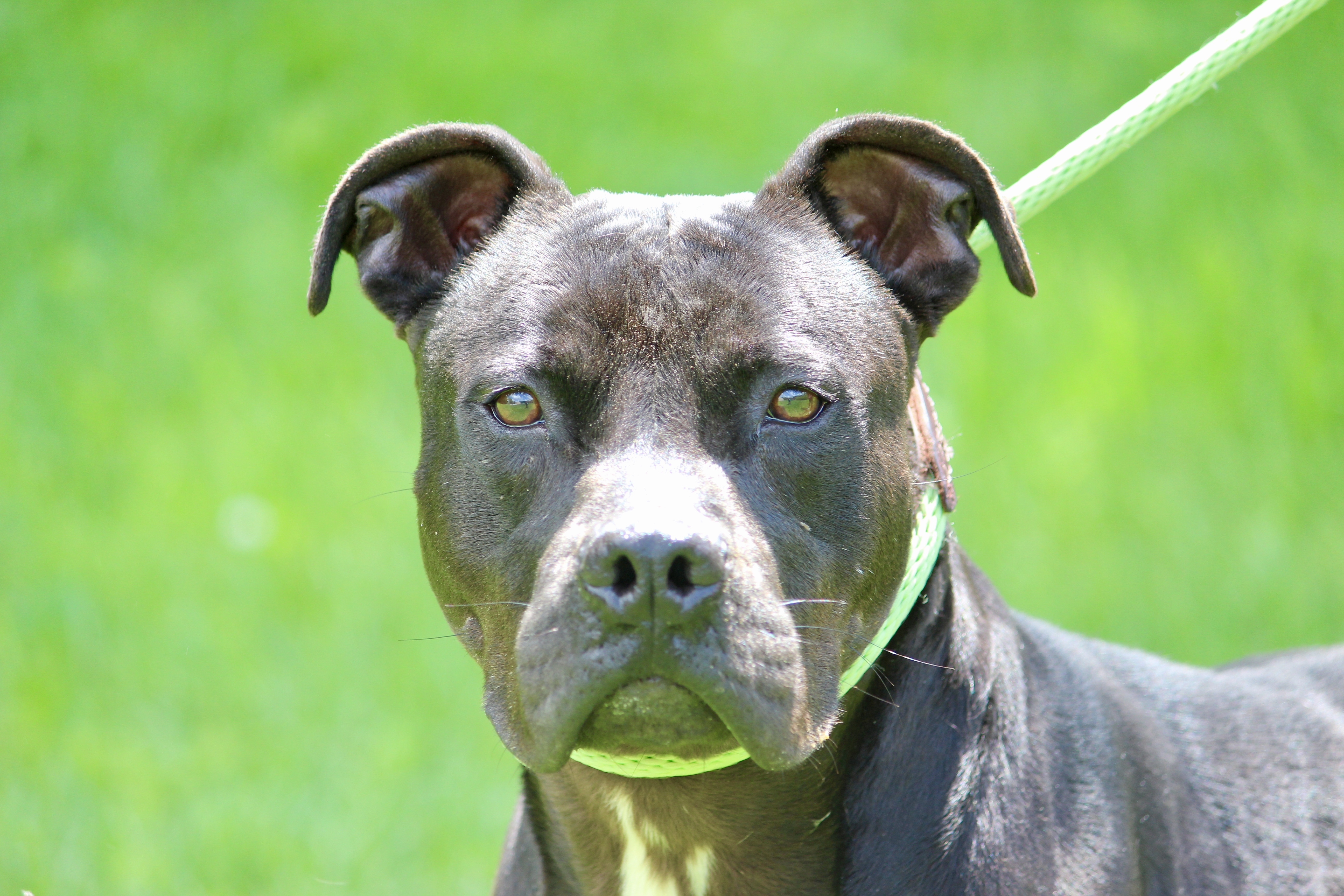 CHANTILLY, a Adoptable Mixed Breed in Brazil, IN image 4/10