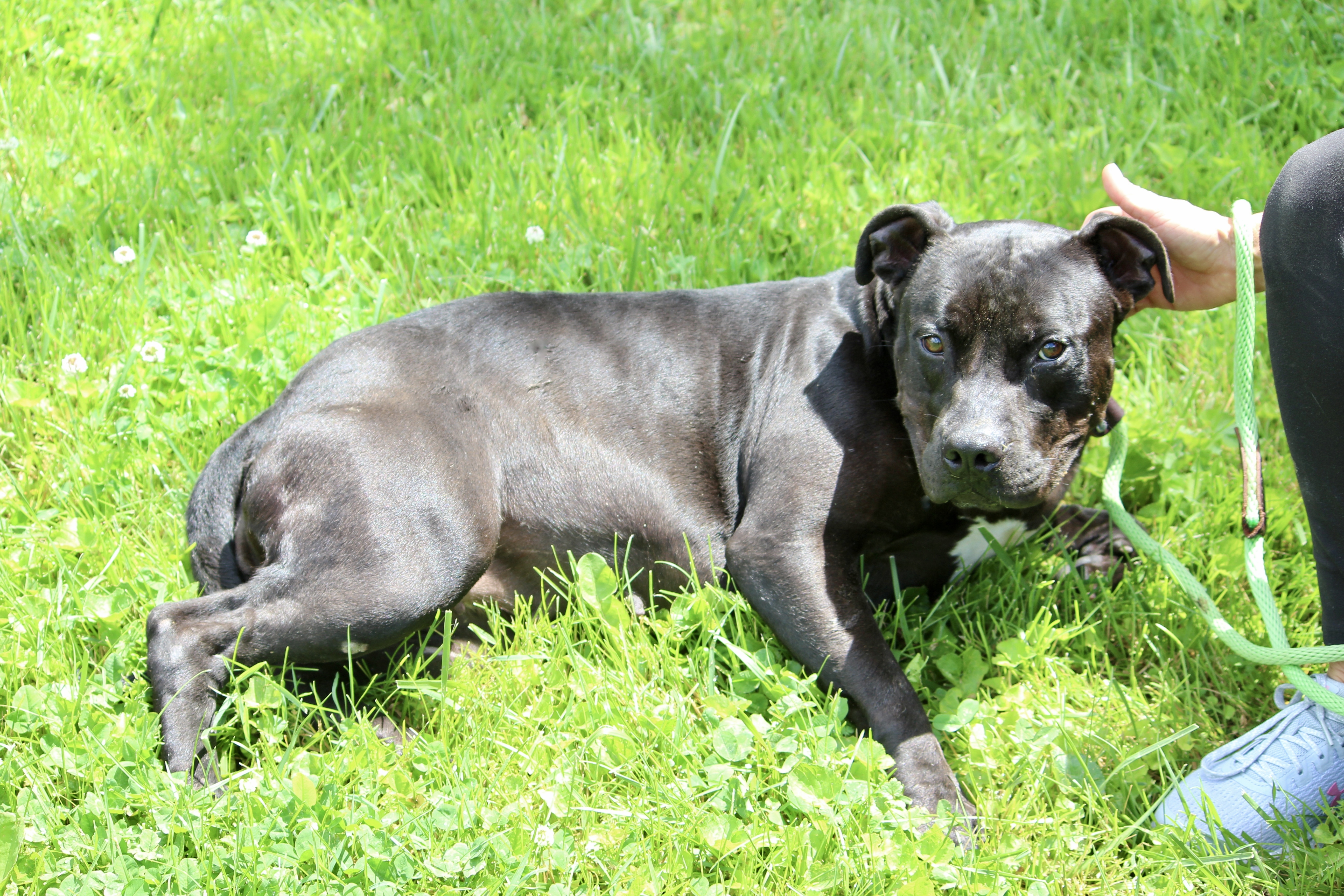 CHANTILLY, a Adoptable Mixed Breed in Brazil, IN image 5/10