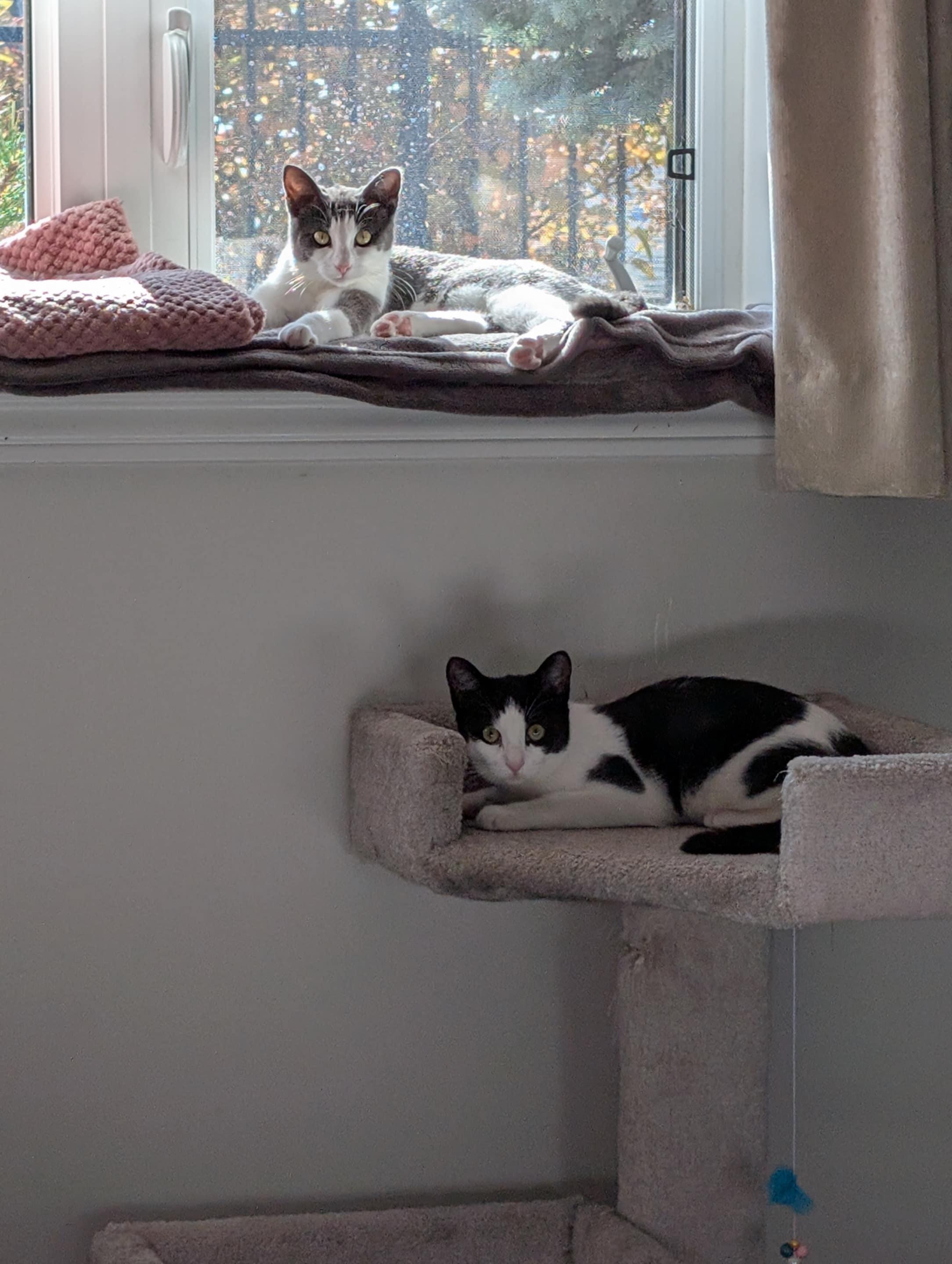 Enlarge Lynx and Lupa, a Adoptable Domestic Short Hair in Brantford, ON image 2/5