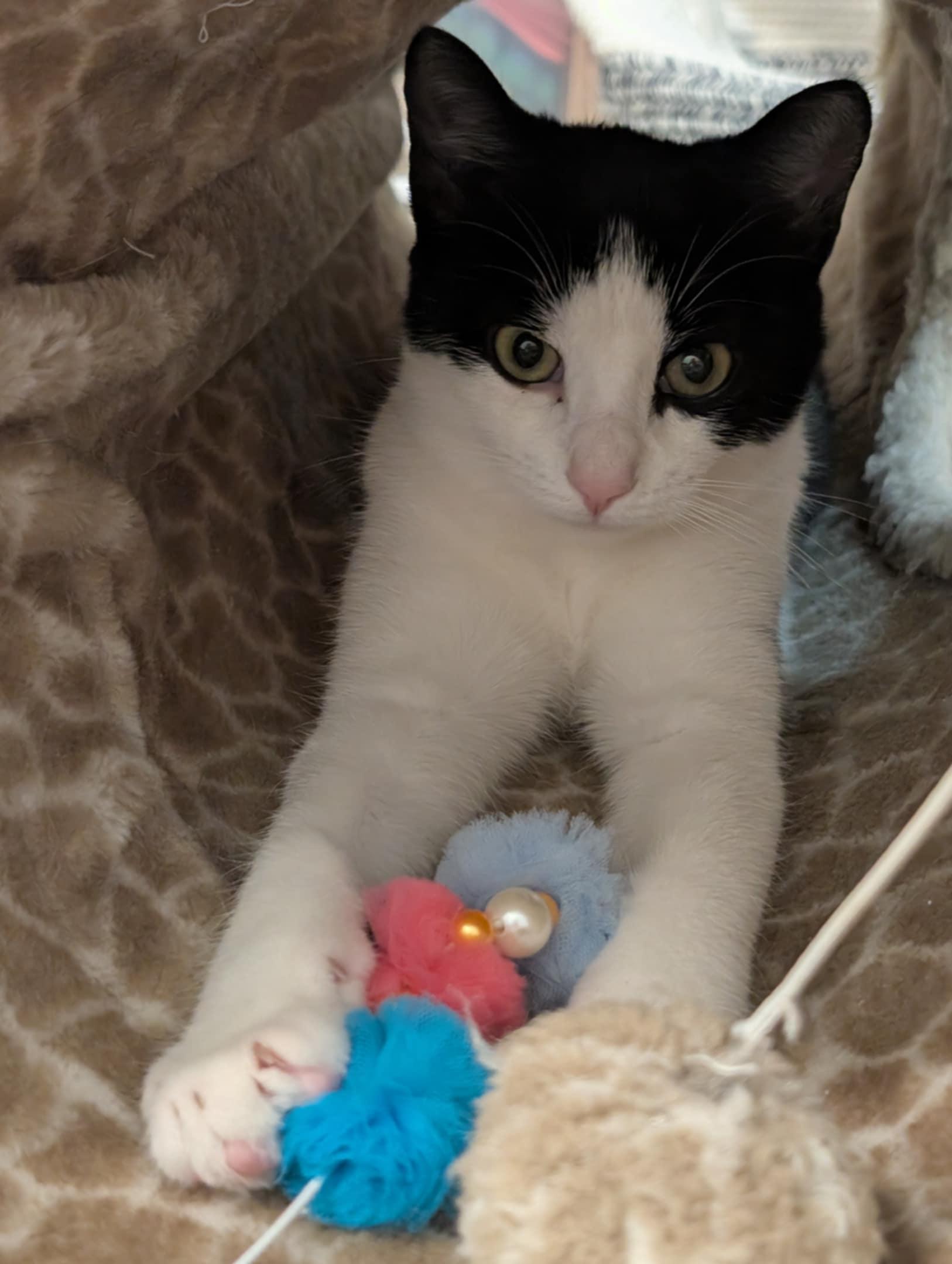 Enlarge Lynx and Lupa, a Adoptable Domestic Short Hair in Brantford, ON image 3/5