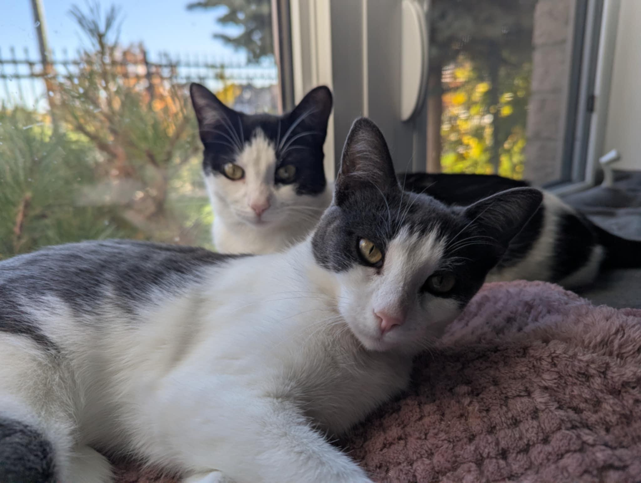 Enlarge Lynx and Lupa, a Adoptable Domestic Short Hair in Brantford, ON image 1/5