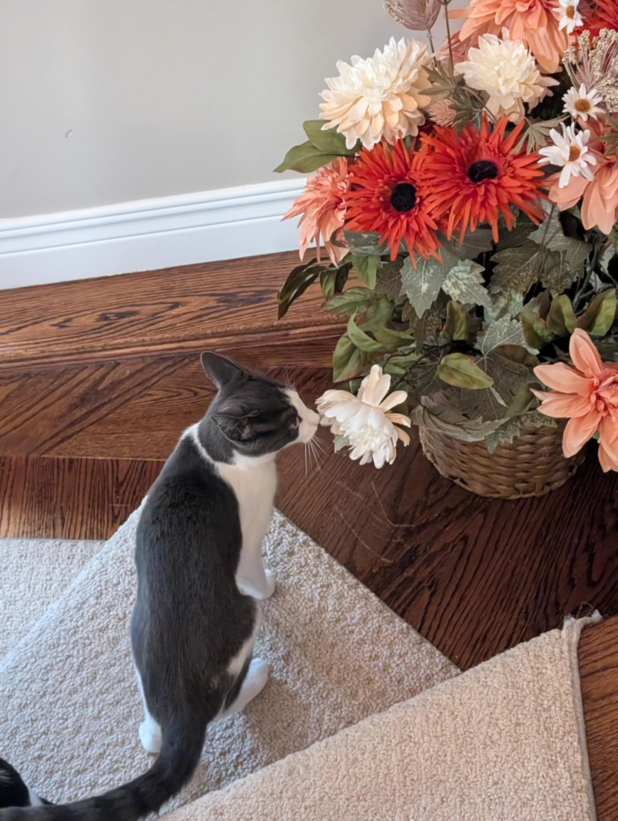 Enlarge Lynx and Lupa, a Adoptable Domestic Short Hair in Brantford, ON image 5/5