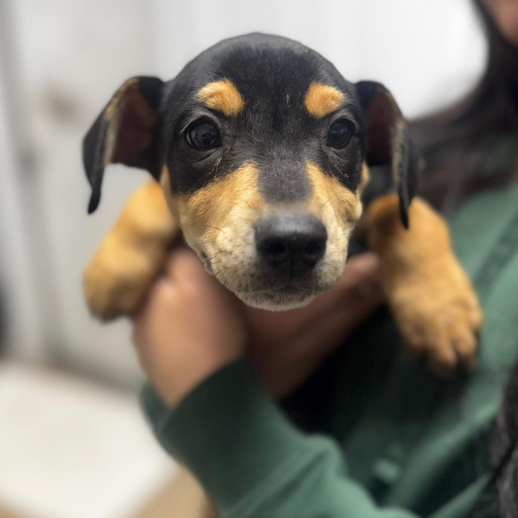 cinderella, Adoptable, Puppy Female Black Labrador Retriever.