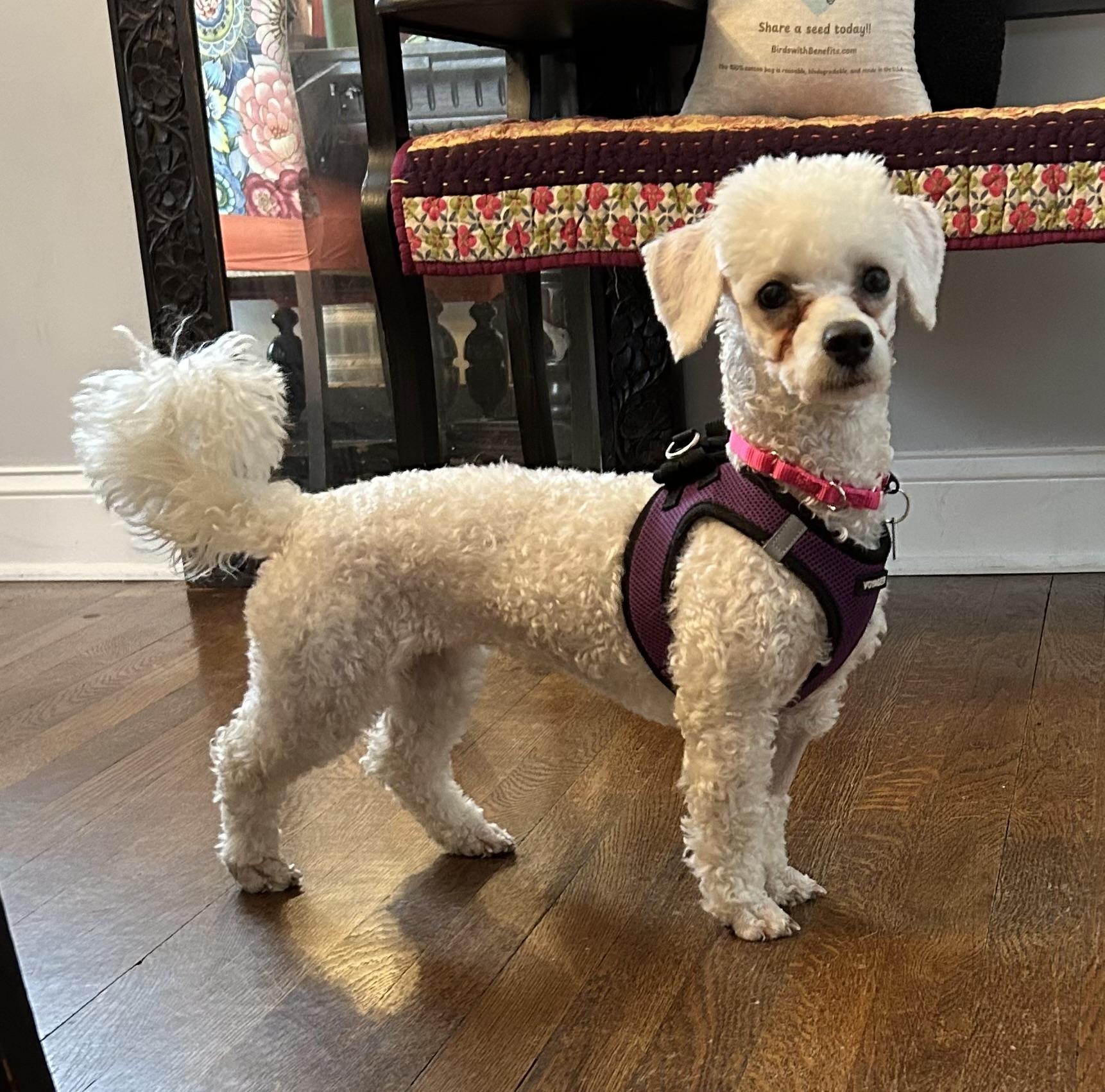 Snowflake thumbnail 4