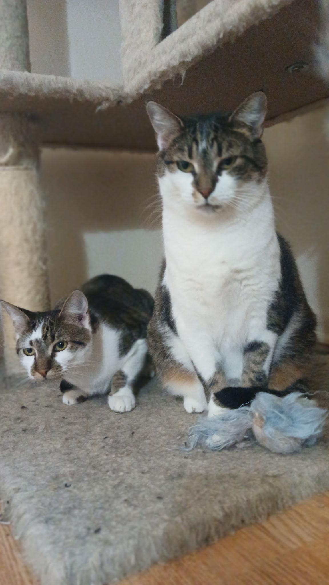 Enlarge Mercedes, a Adoptable Domestic Short Hair in Elkton, MD image 4/5