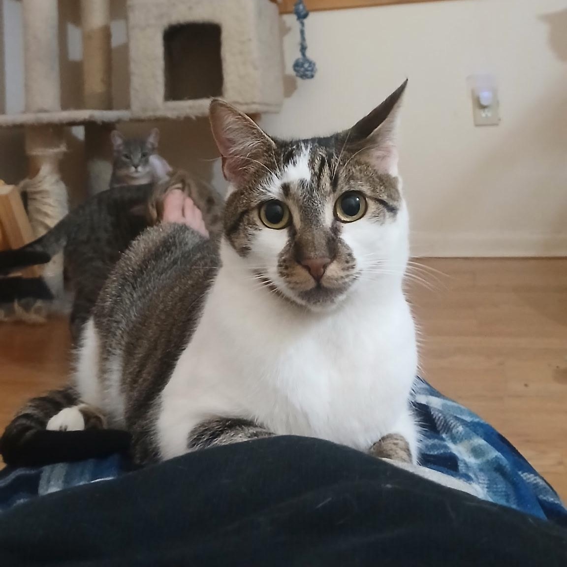 Mercedes, Adoptable, Young Female Domestic Short Hair.