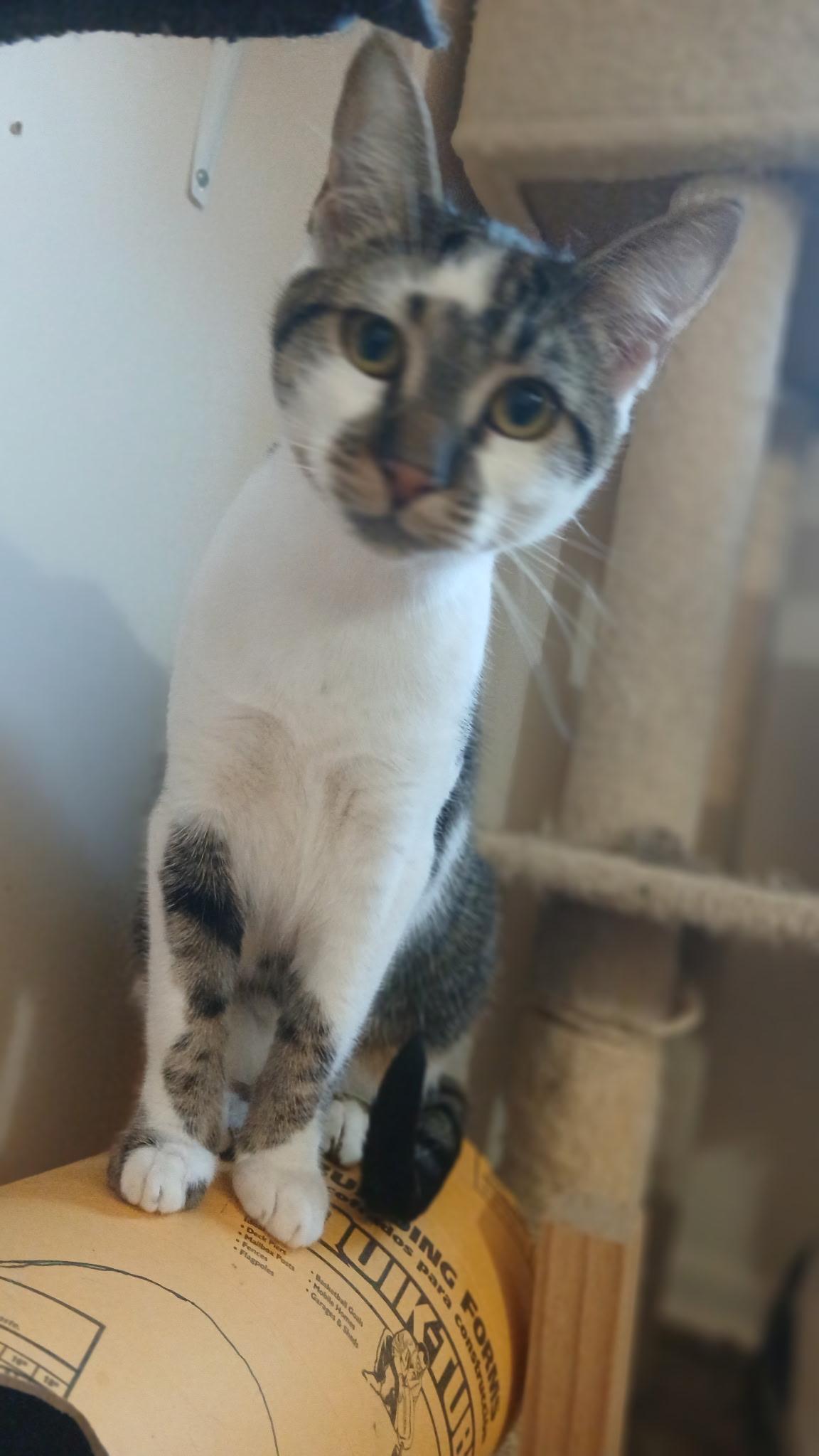 Enlarge Mercedes, a Adoptable Domestic Short Hair in Elkton, MD image 1/5