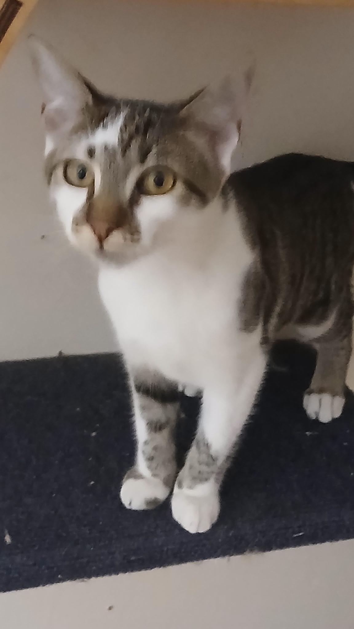 Mercedes, Adoptable, Young Female Domestic Short Hair.