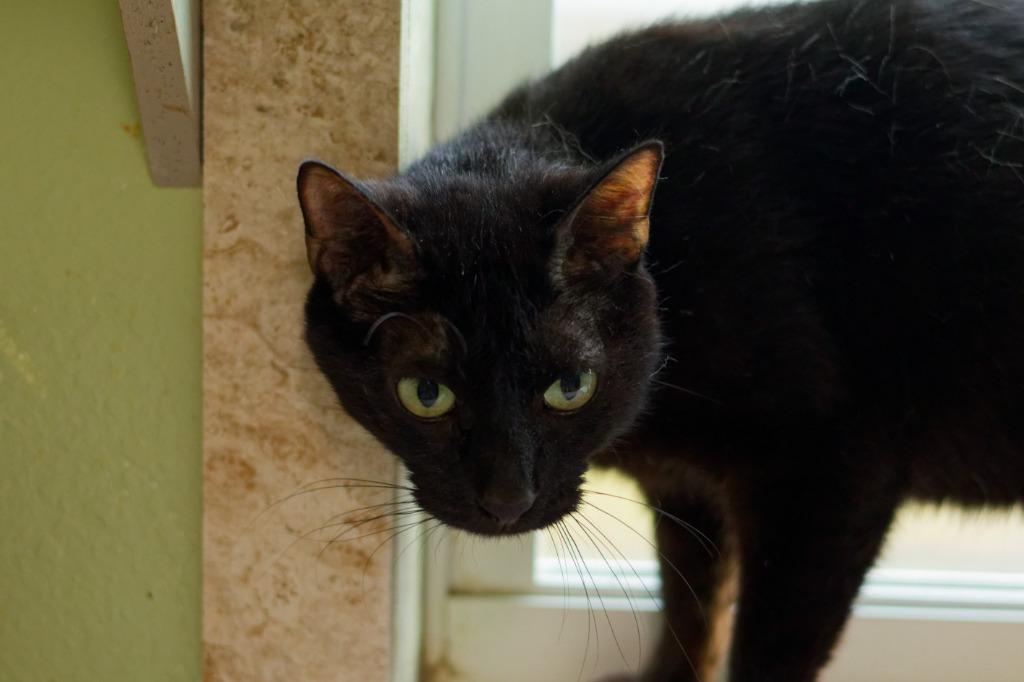 Skyway, Adoptable, Young Male Domestic Short Hair.