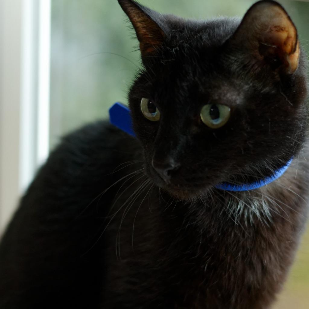 Skyway, a Adoptable mixed breed in Hot Springs, AR image 2/3
