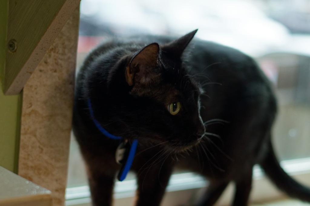 Skyway, a Adoptable mixed breed in Hot Springs, AR image 3/3