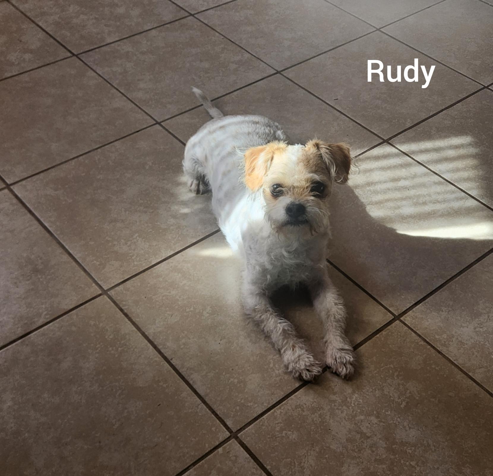 Enlarge Rudy ( Orlando Fl), a ADOPTABLE mixed breed in Orlando, FL image 3/5