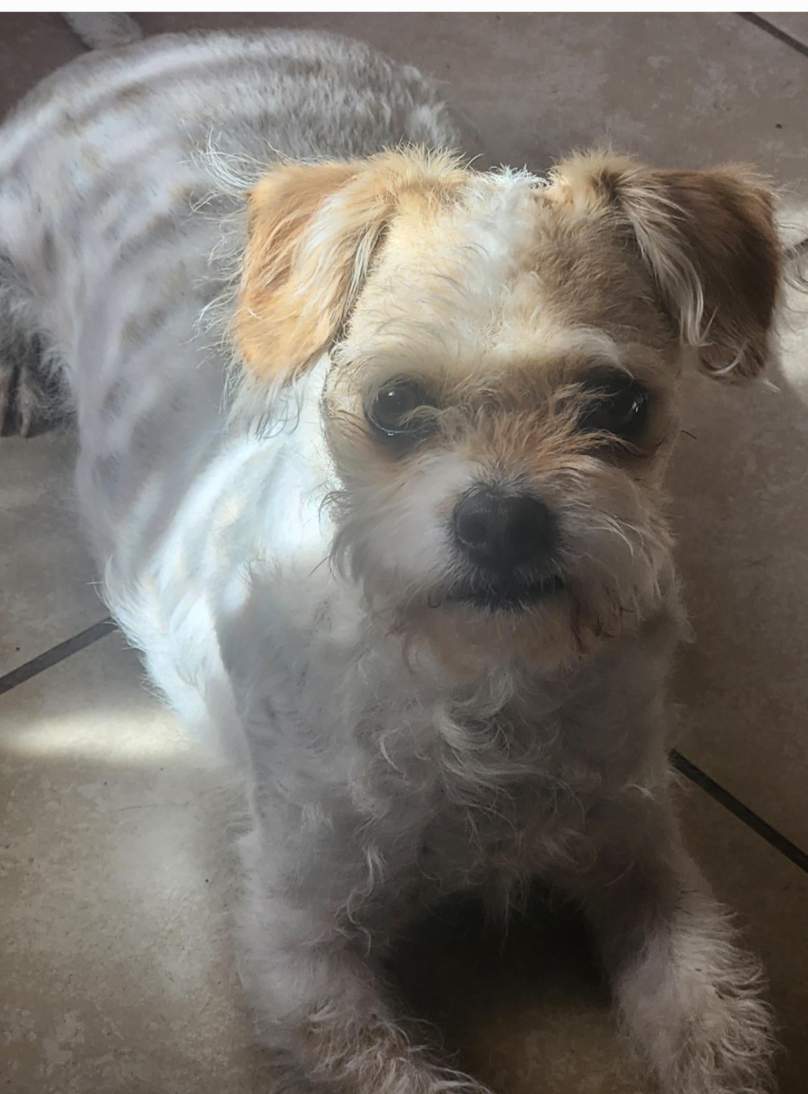 Enlarge Rudy ( Orlando Fl), a ADOPTABLE mixed breed in Orlando, FL image 4/5