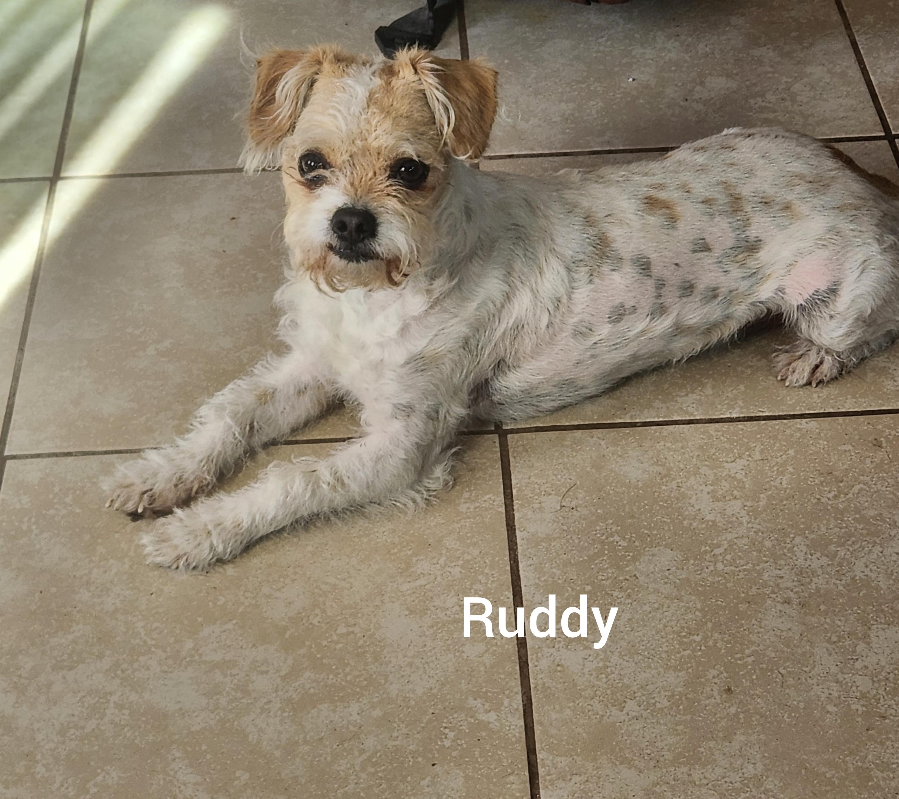 Rudy ( Orlando Fl), ADOPTABLE, Adult Male Parson Russell Terrier.