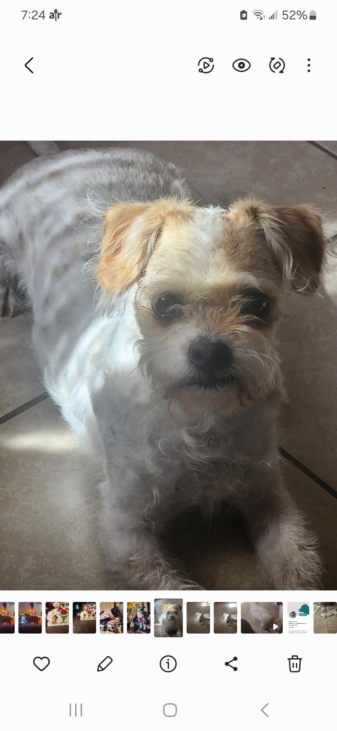 Enlarge Rudy ( Orlando Fl), a ADOPTABLE mixed breed in Orlando, FL image 5/5