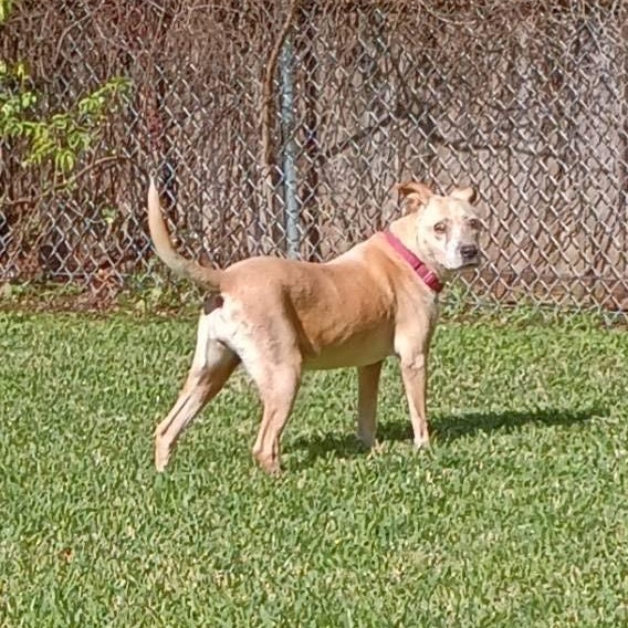 BLIND FAITH — thumbnail 5