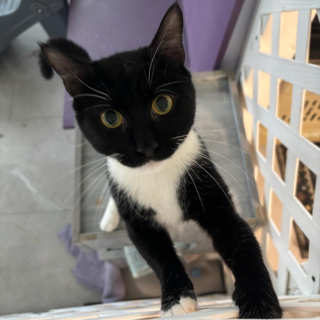 Enlarge Dean Martin (Deano), a Adoptable Domestic Short Hair in Hopewell, VA image 1/3