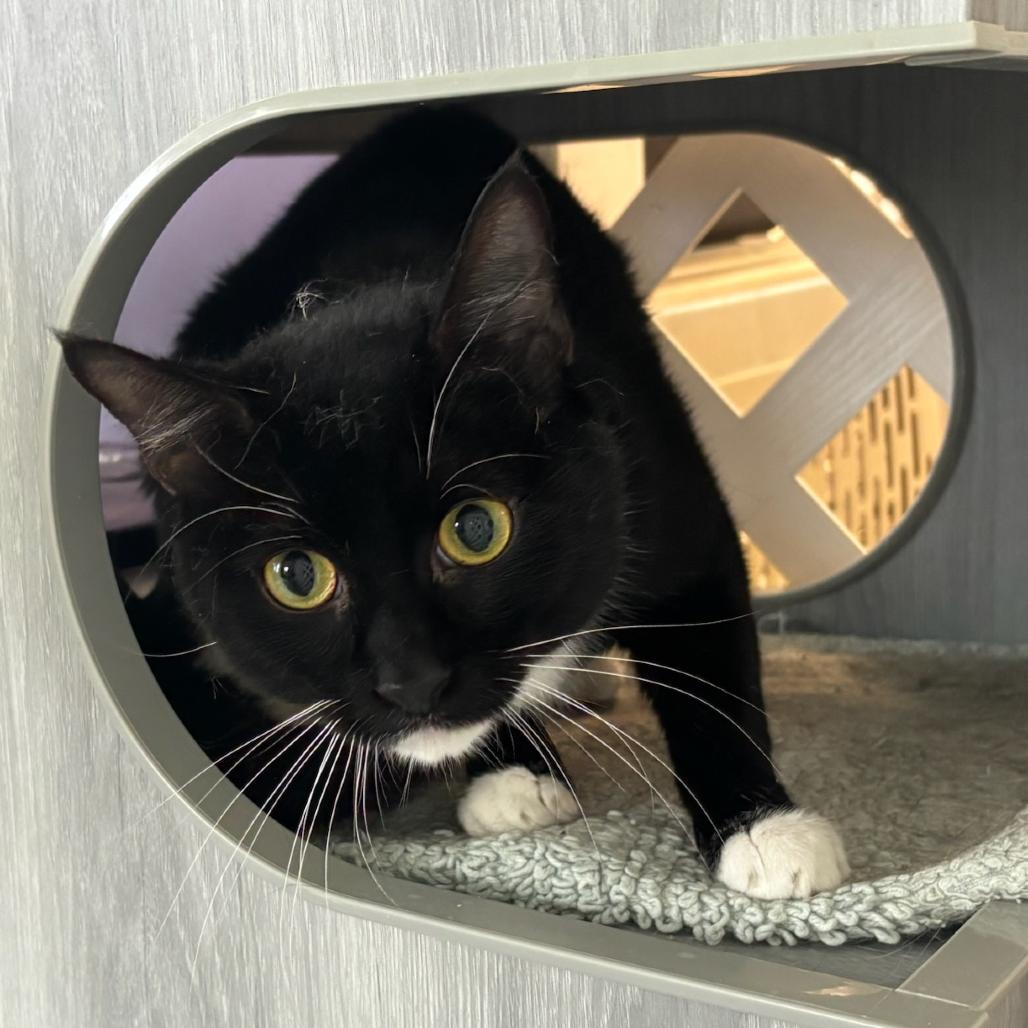 Enlarge Dean Martin (Deano), a Adoptable Domestic Short Hair in Hopewell, VA image 2/3