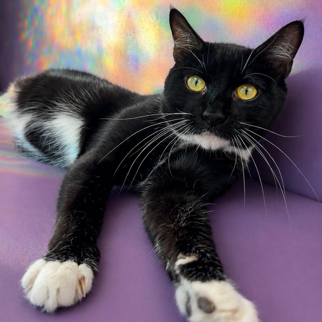 Enlarge Dean Martin (Deano), a Adoptable Domestic Short Hair in Hopewell, VA image 3/3