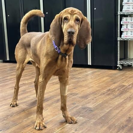 Enlarge Chit, an adopted Bloodhound in Lake Odessa, MI image 3/4