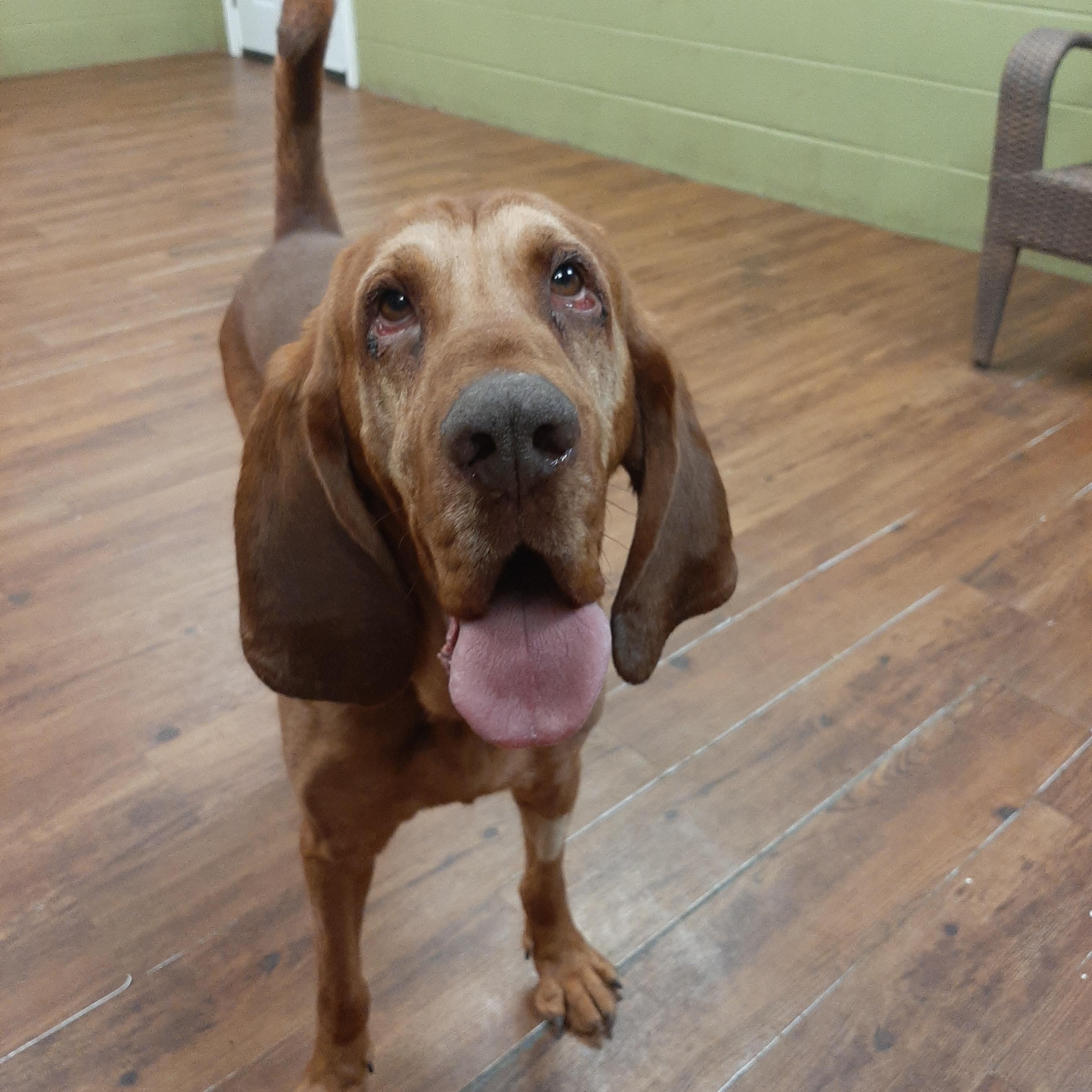 Enlarge Chit, an adopted Bloodhound in Lake Odessa, MI image 4/4