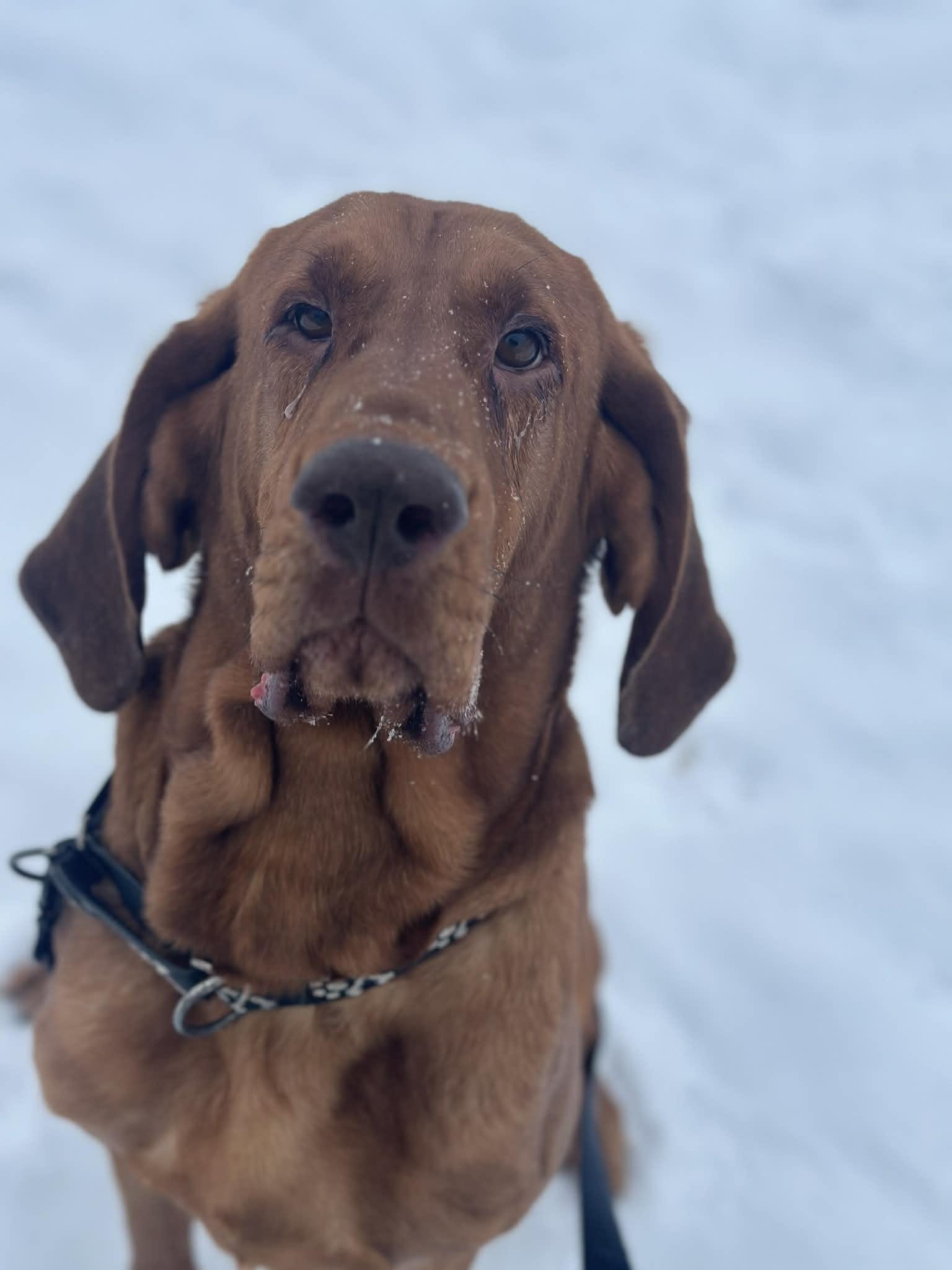 Enlarge Chit, an adopted Bloodhound in Lake Odessa, MI image 1/4