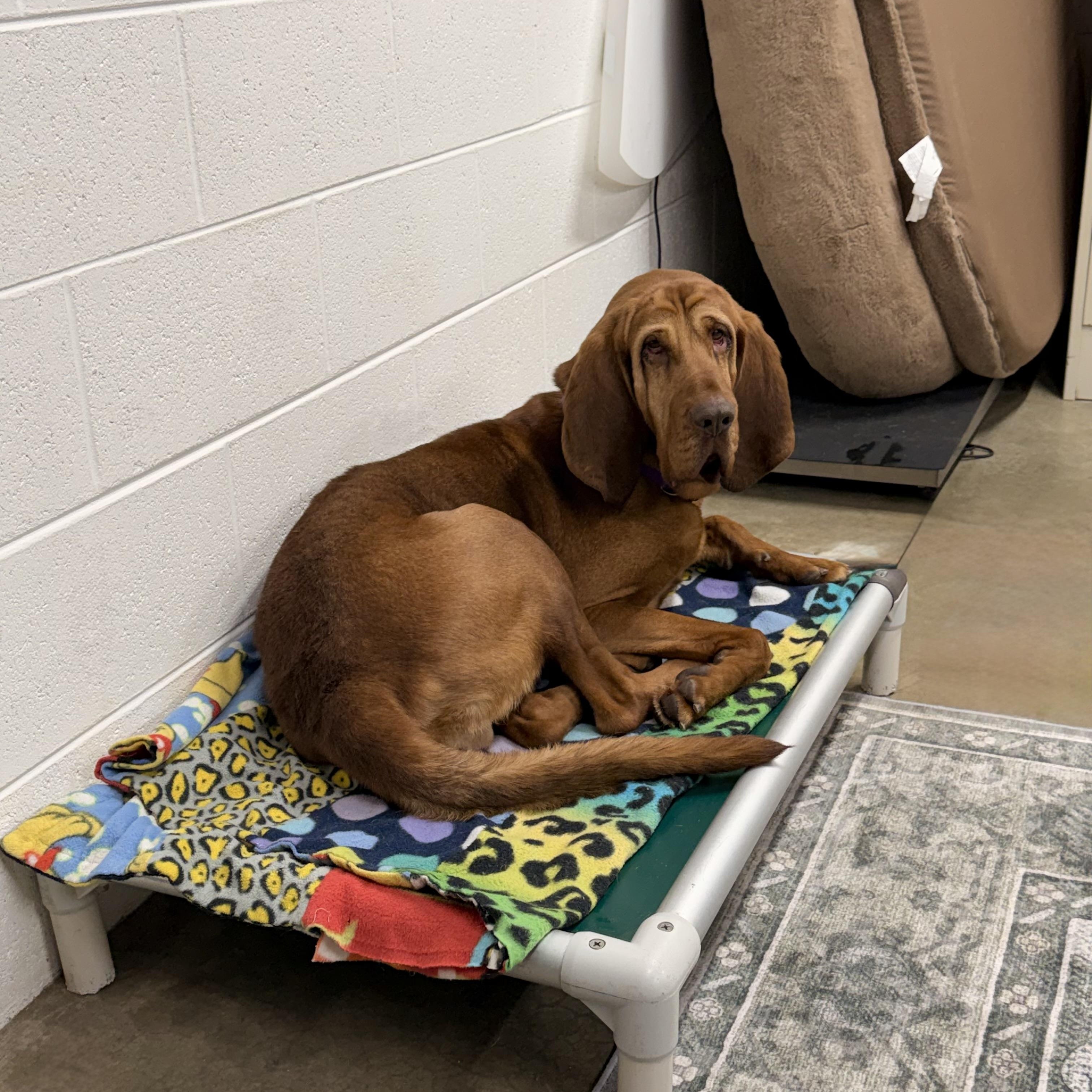 Enlarge Chit, an adopted Bloodhound in Lake Odessa, MI image 2/4