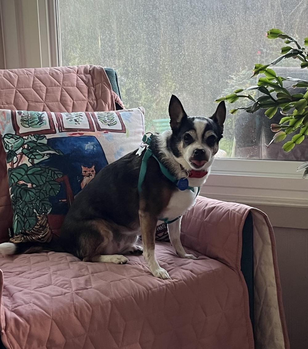 Enlarge Tina, a ADOPTABLE Chihuahua in Orange Park, FL image 4/6