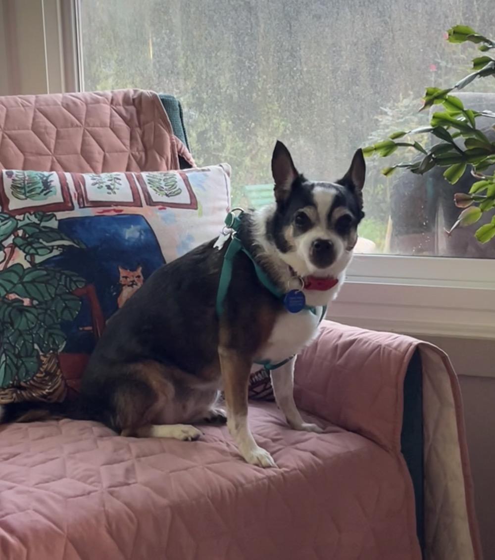 Enlarge Tina, a ADOPTABLE Chihuahua in Orange Park, FL image 6/6
