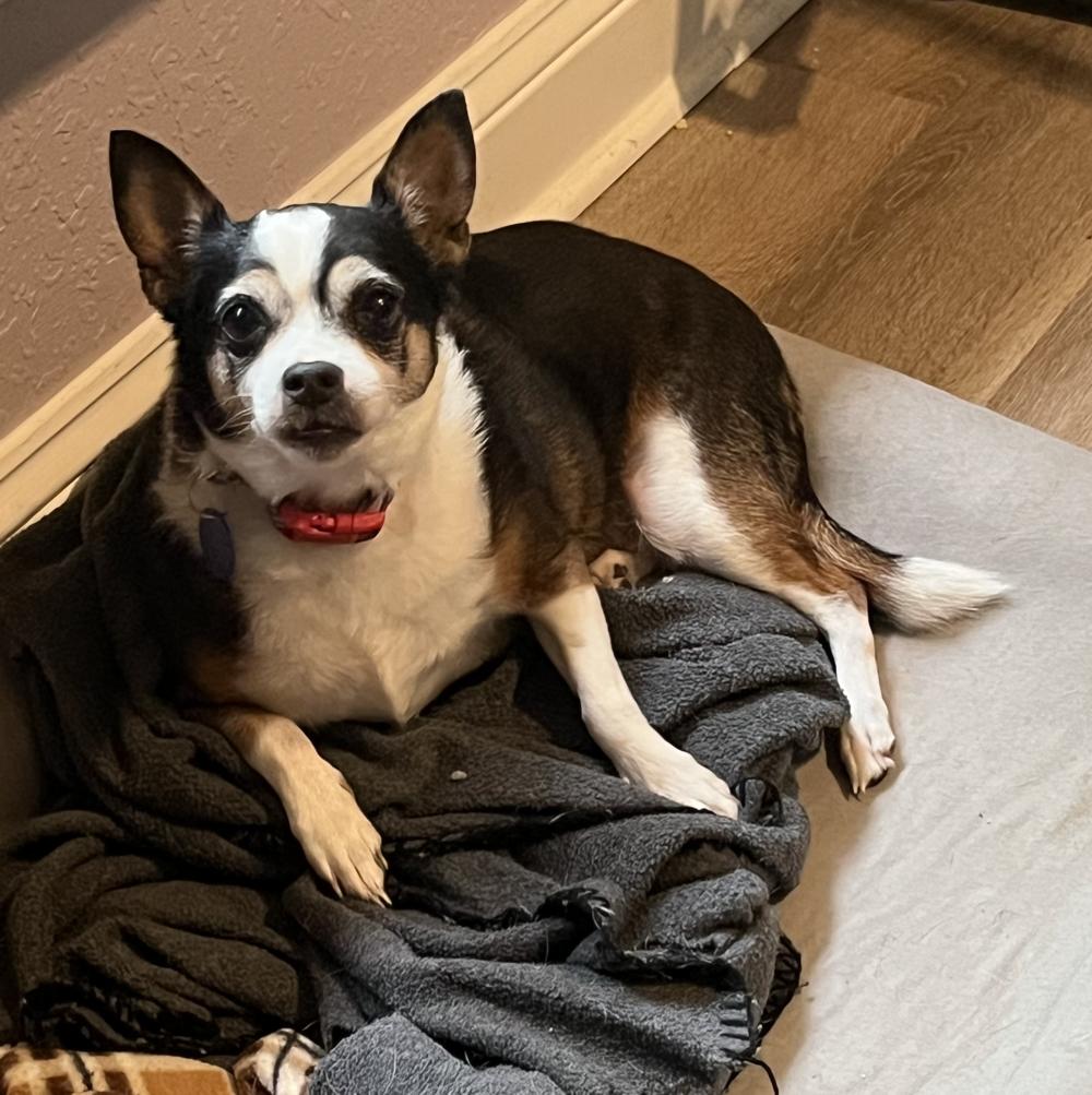 Enlarge Tina, a ADOPTABLE Chihuahua in Orange Park, FL image 2/6