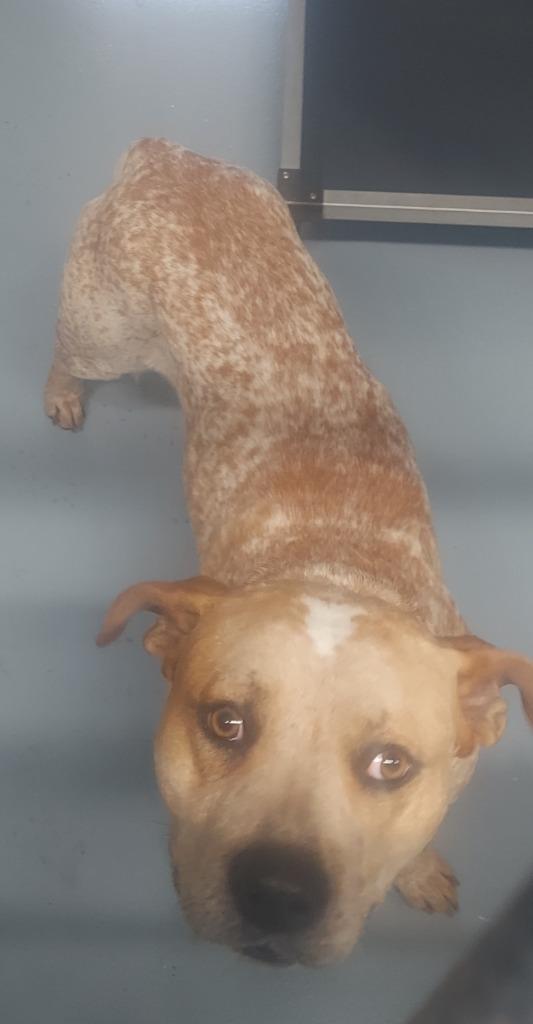 Cowboy, Adoptable, Adult Male Mixed Breed.