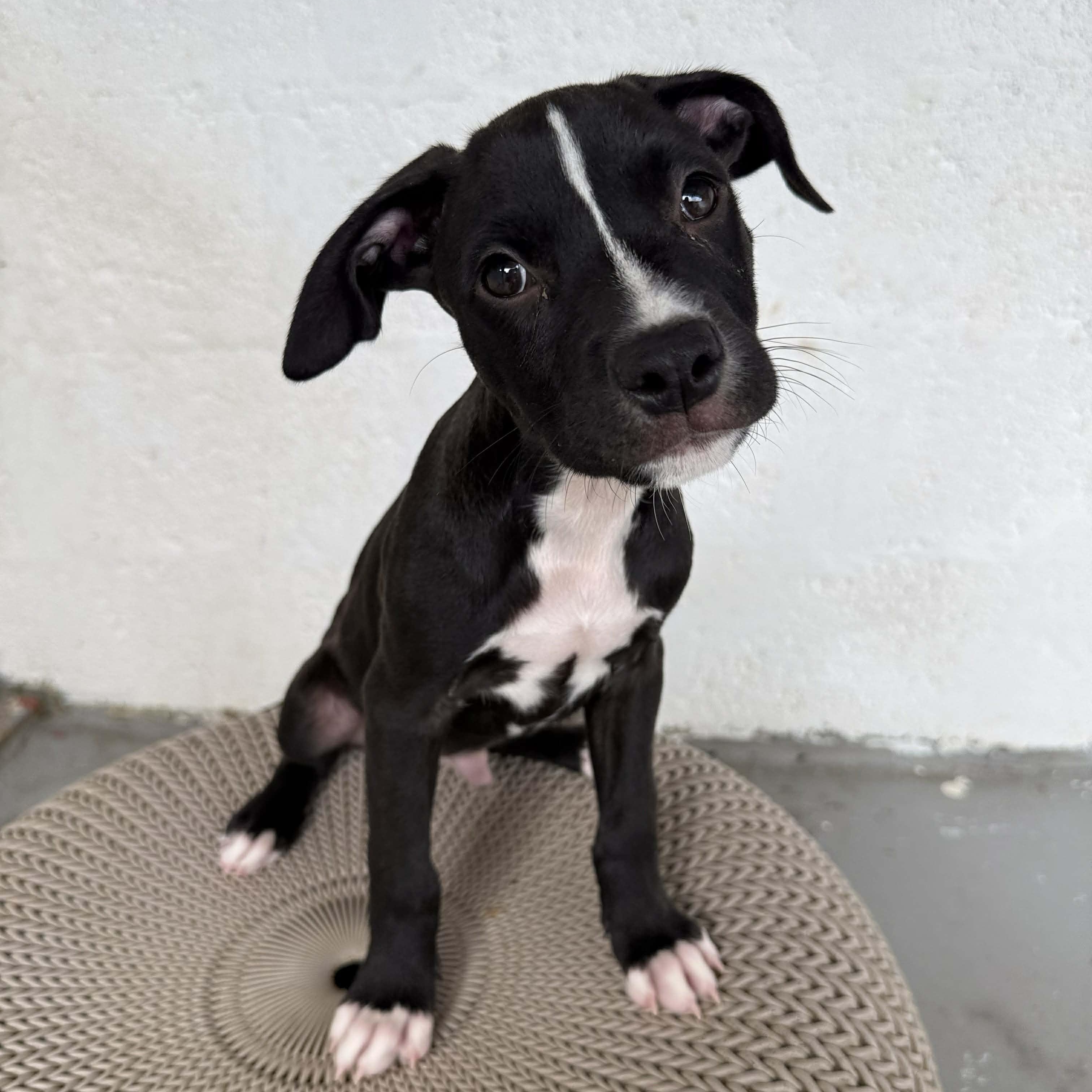 Volcom, ADOPTABLE, Puppy Male Boxer & Labrador Retriever.