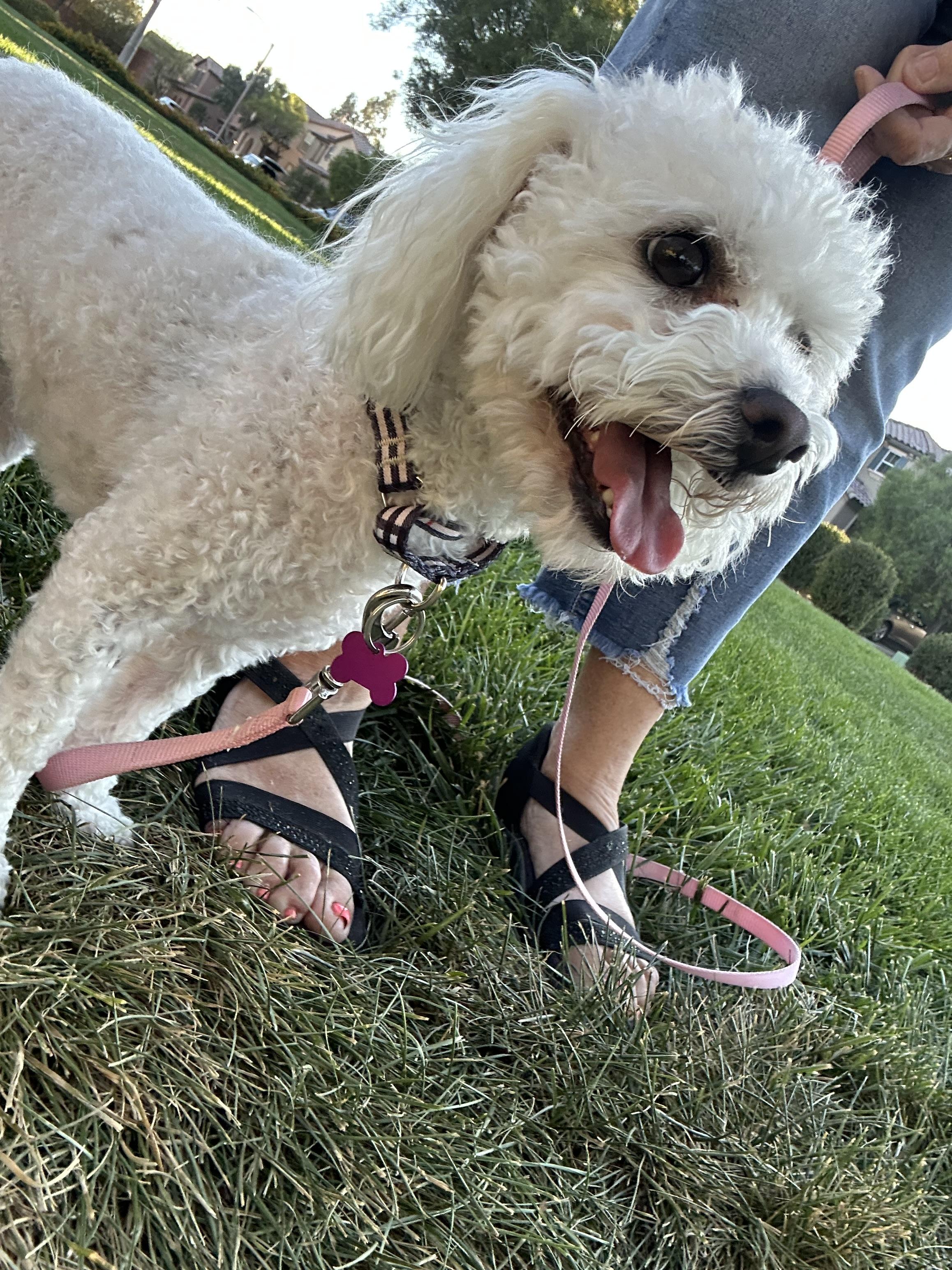 Enlarge Loofa, a Adopted Bichon Frise in Las Vegas, NV image 2/6