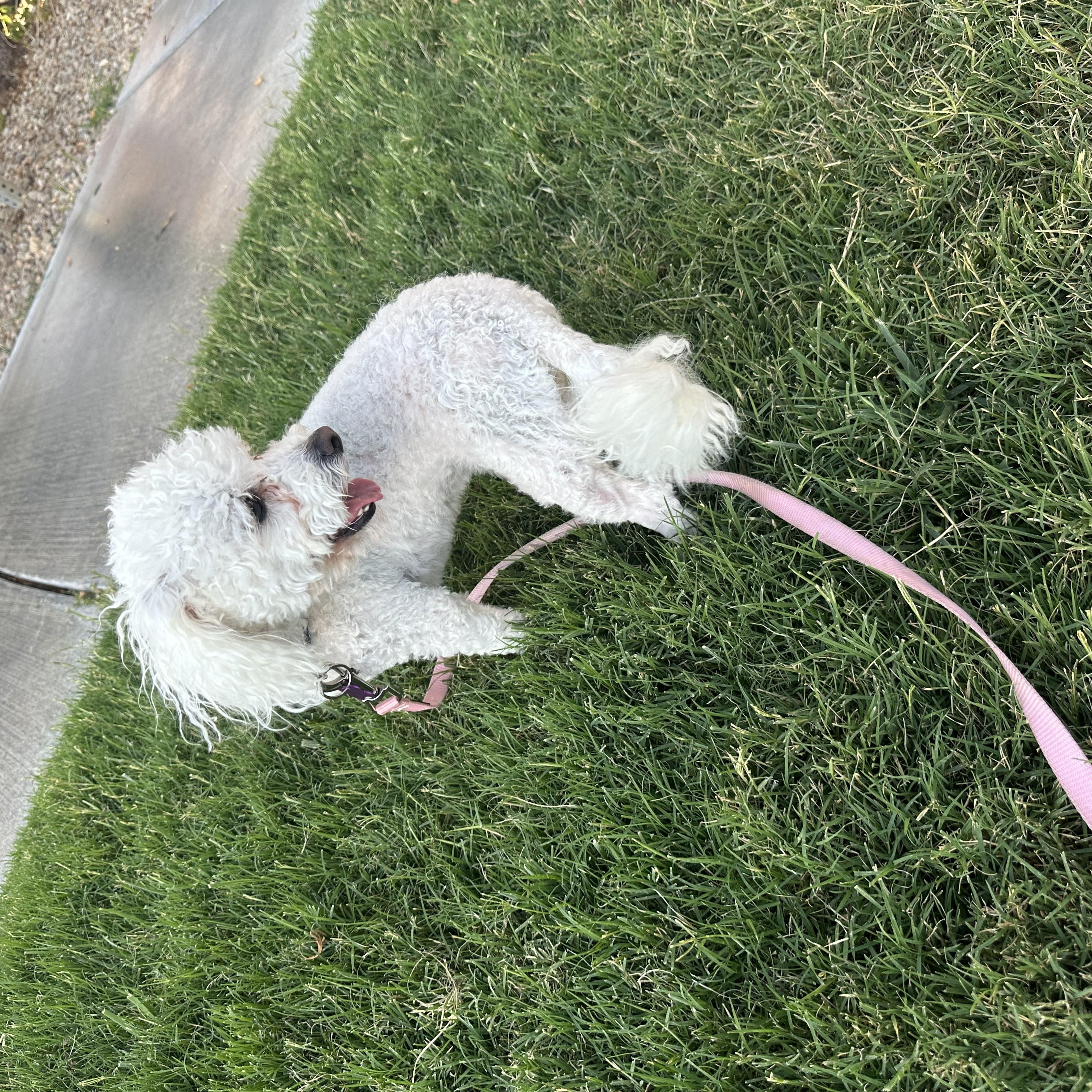 Enlarge Loofa, a Adopted Bichon Frise in Las Vegas, NV image 5/6