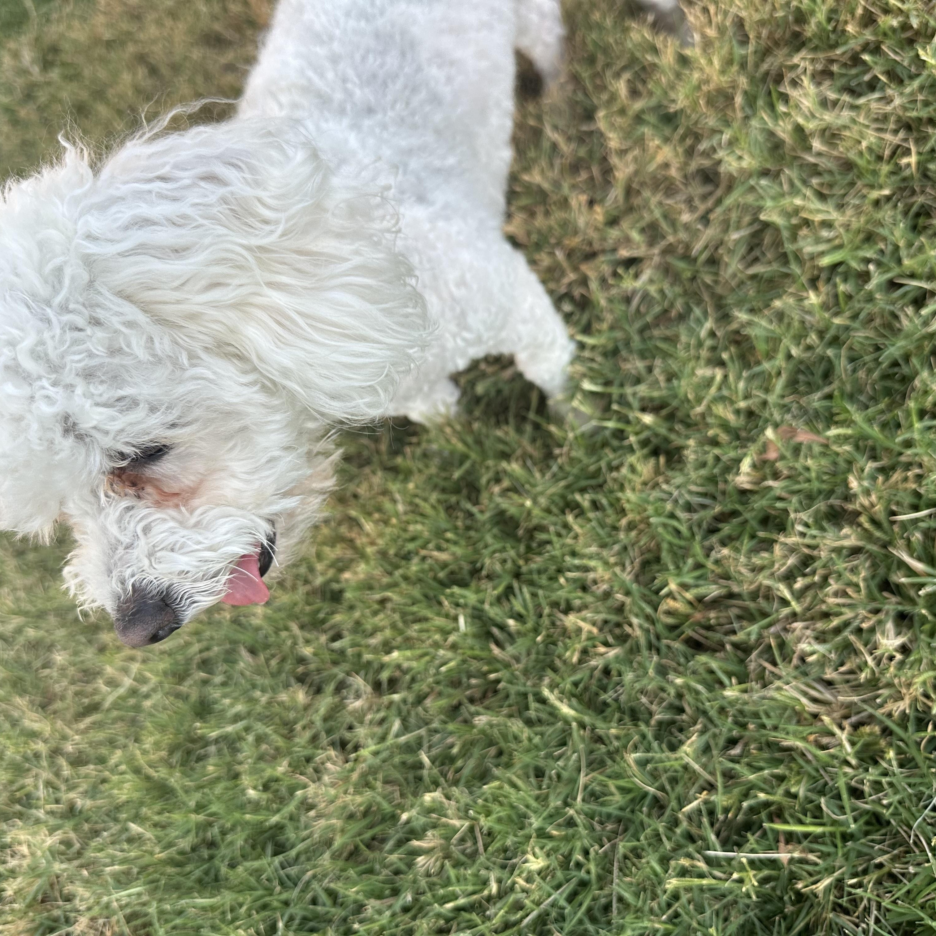 Enlarge Loofa, a Adopted Bichon Frise in Las Vegas, NV image 6/6