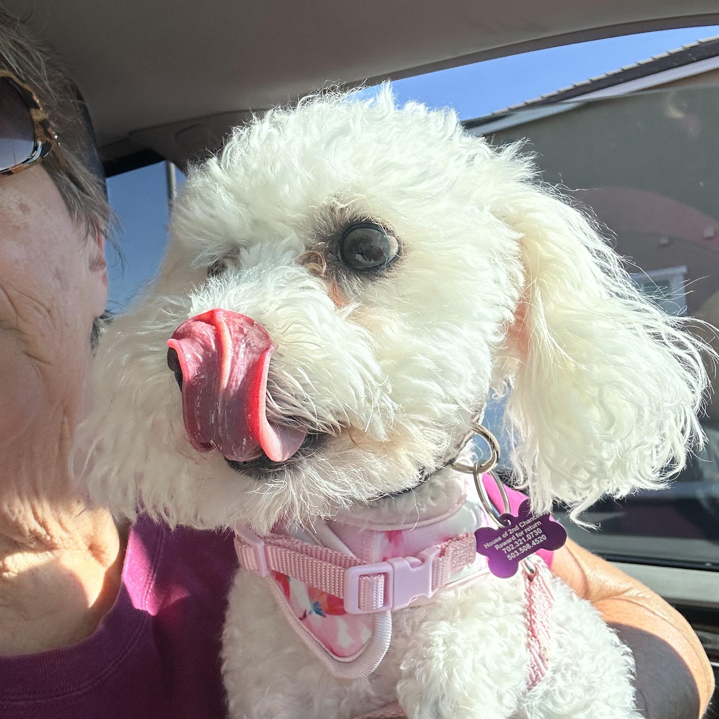 Loofa, Adopted, Adult Female Bichon Frise.