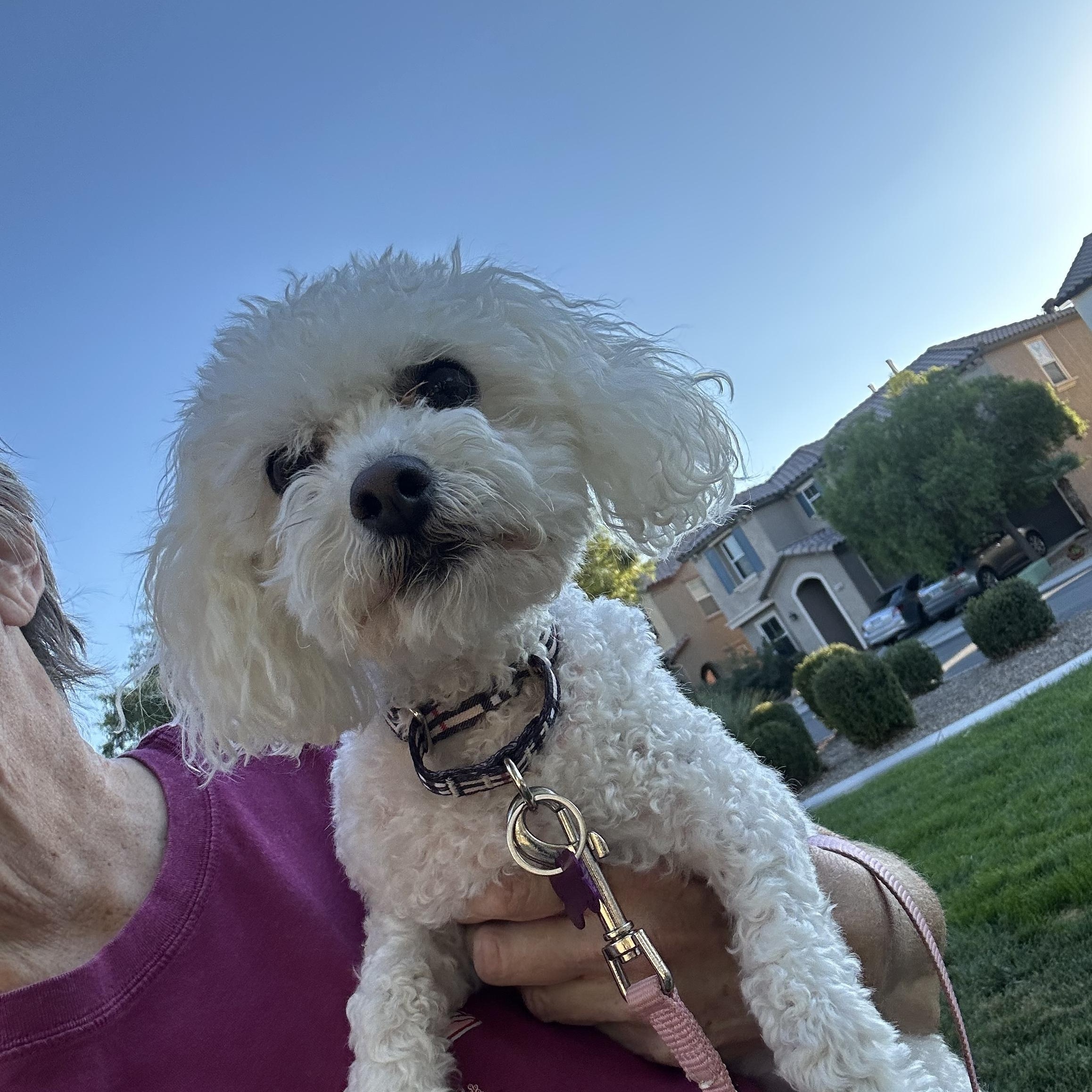 Enlarge Loofa, a Adopted Bichon Frise in Las Vegas, NV image 4/6