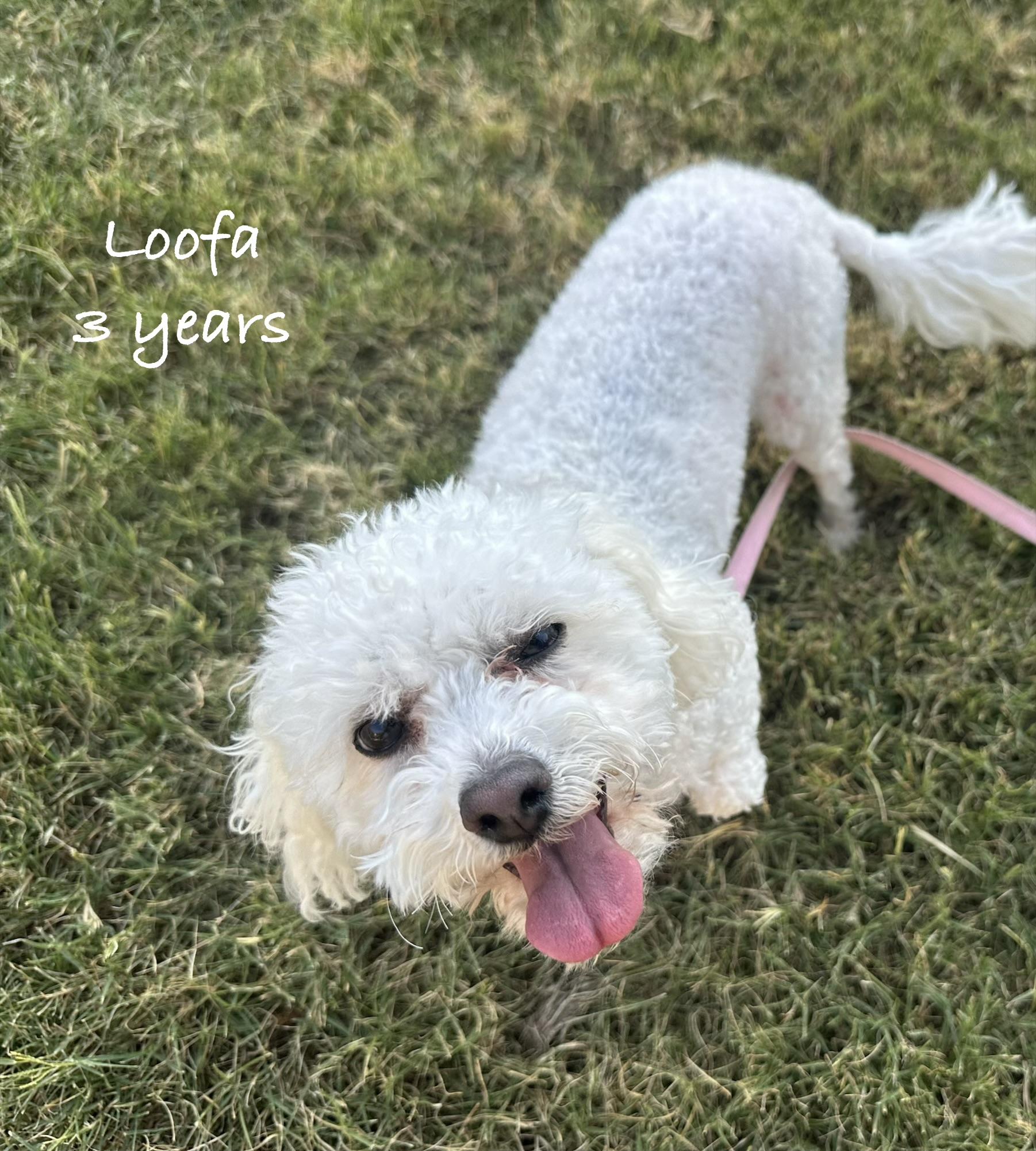 Enlarge Loofa, a Adopted Bichon Frise in Las Vegas, NV image 3/6