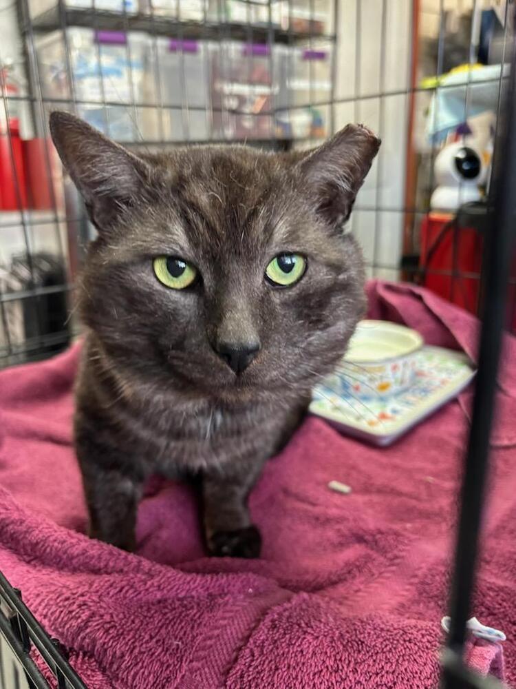 Blade, Adoptable, Adult Male Domestic Short Hair.