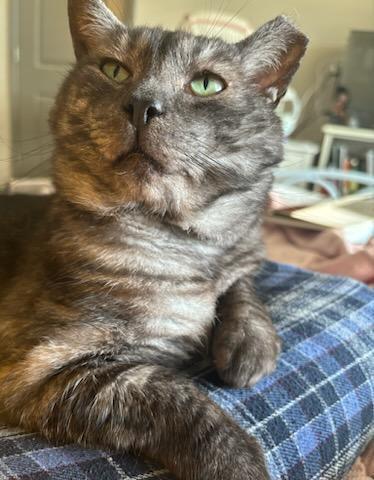 Enlarge Blade, a Adoptable mixed breed in Mooresville, NC image 5/6