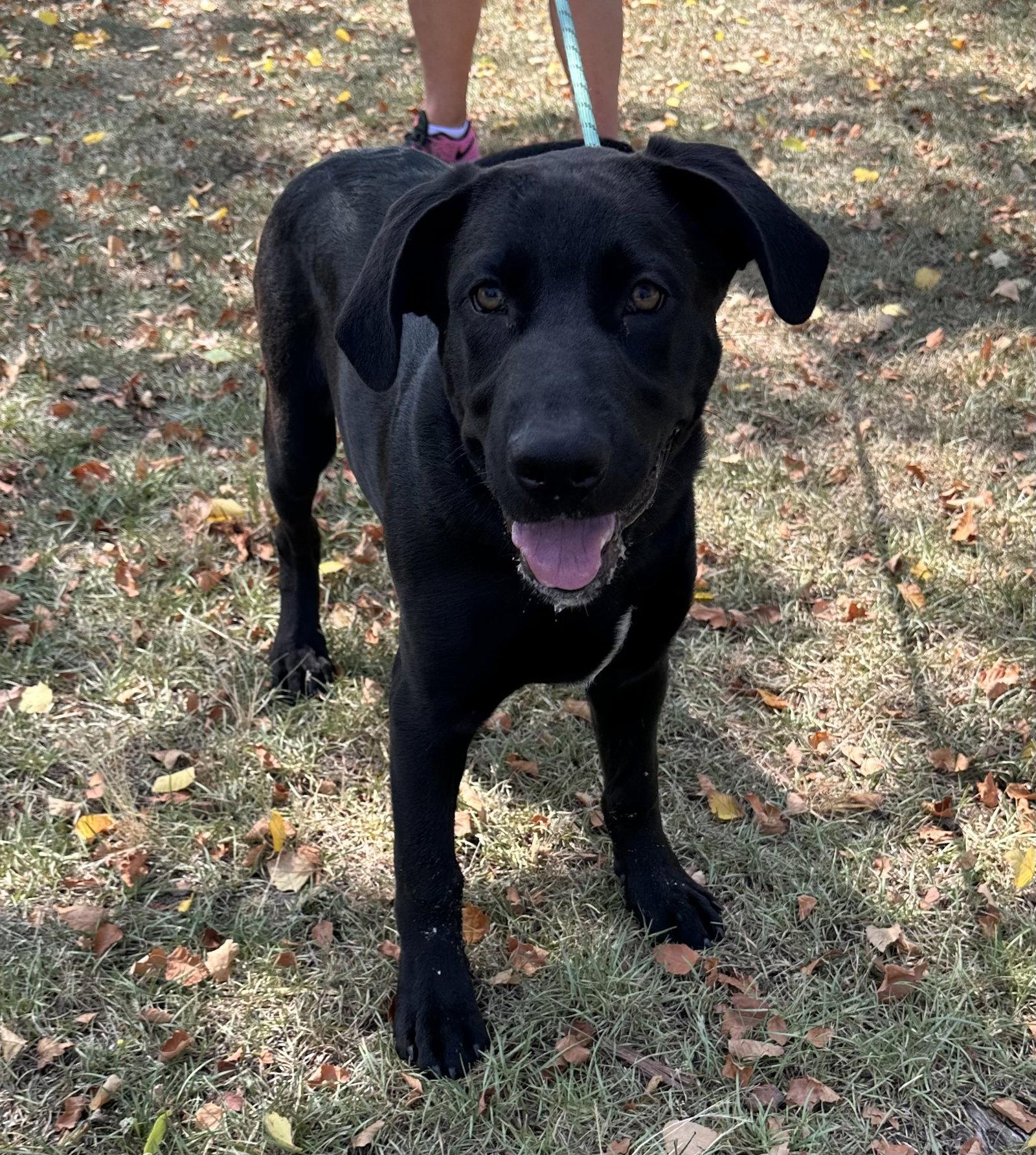 Asiago, a Adoptable Labrador Retriever in Garner, NC image 2/3