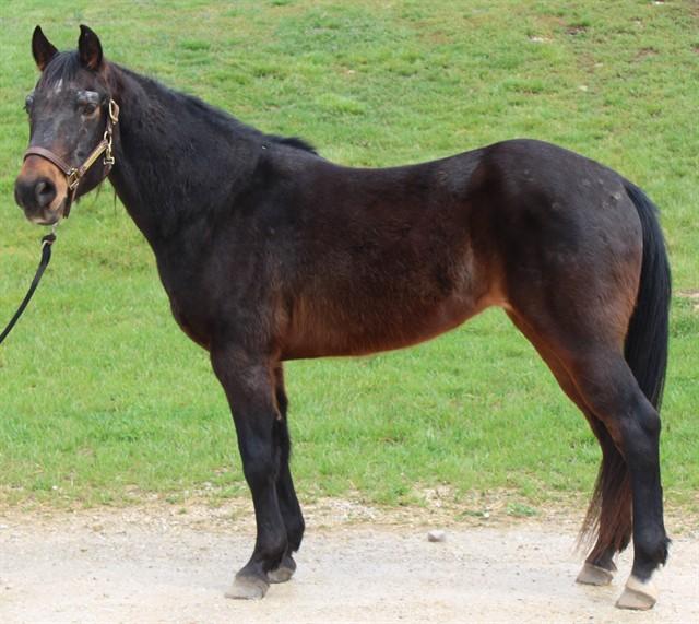 SANTIAGO, Adoptable, Senior Male Quarterhorse.