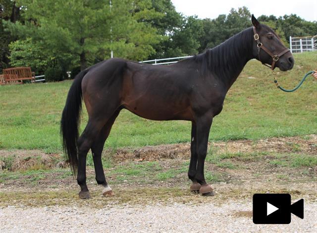 Enlarge SANTIAGO, a Adoptable Quarterhorse in Union, MO image 1/1
