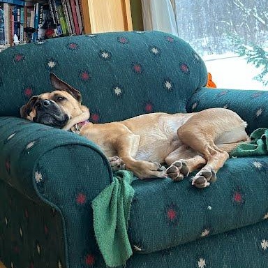 Enlarge Evie, a Adoptable mixed breed in Oswego, NY image 4/5