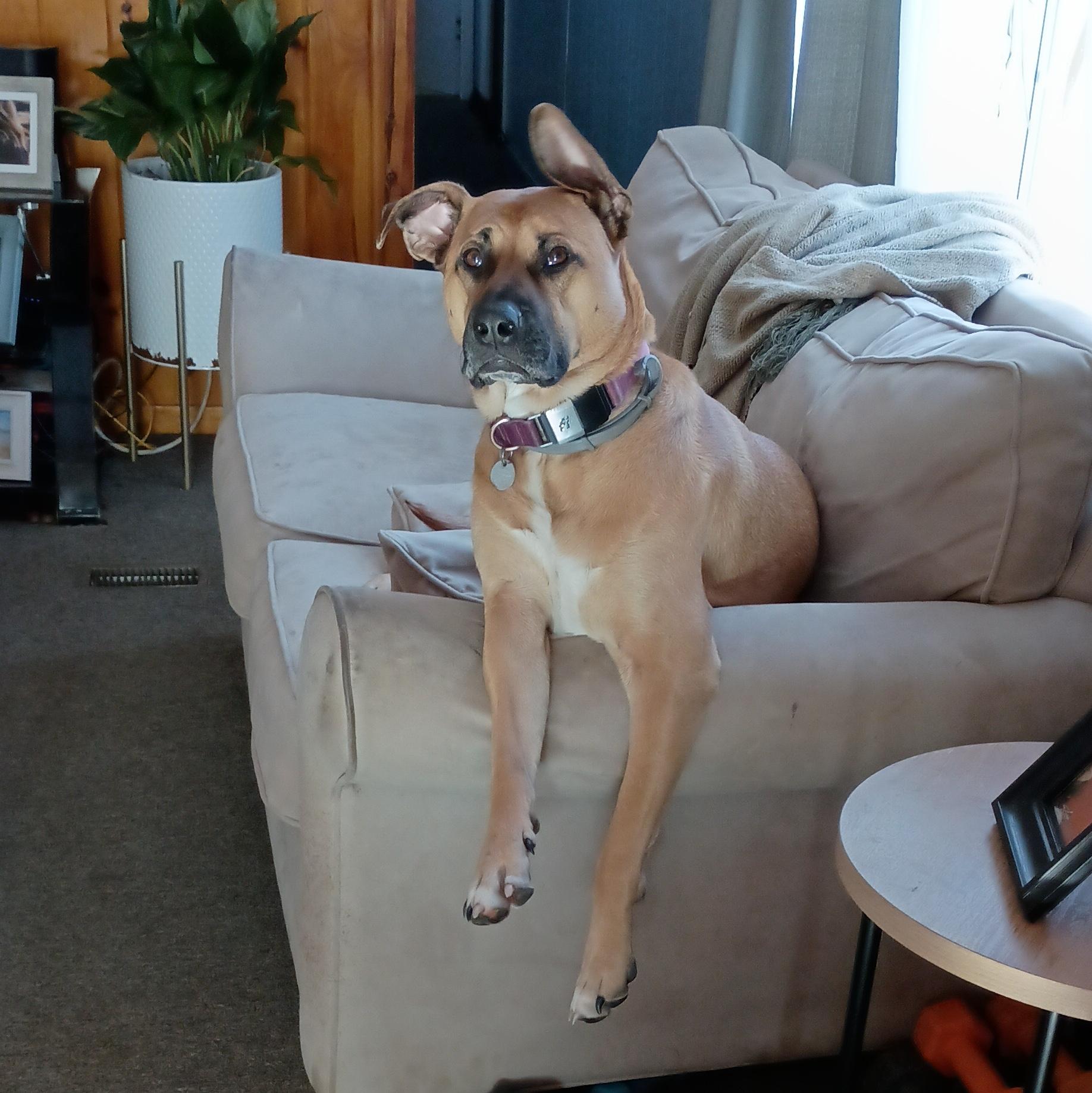 Evie, Adoptable, Adult Female Mixed Breed.